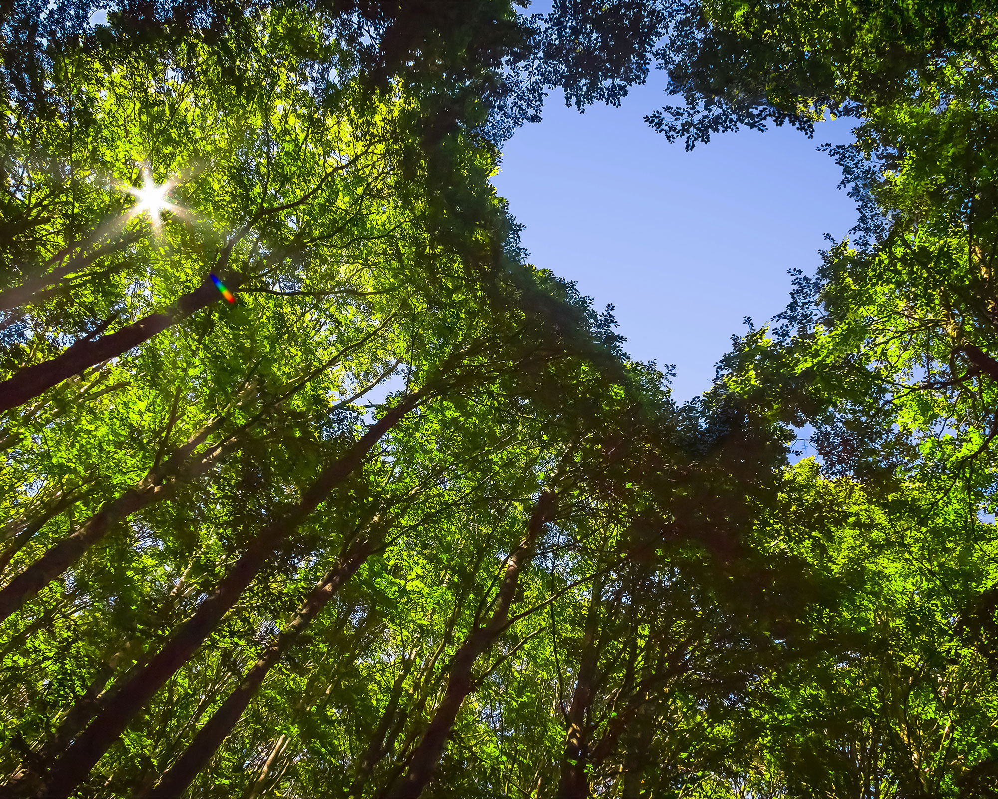 Trädkronor som tillsammans bildar formen av ett hjärta mot en blå himmel