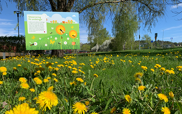 En skylt på en gräsmatta full med blommande maskrosor